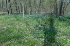 bull run 4567 7apr21