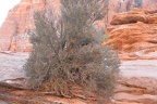 zion national park 0359 29dec14