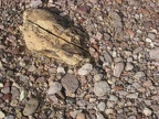 desert floor death valley 5780 30dec11
