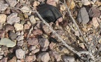 desert floor death valley 5779 30dec11
