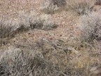 desert floor death valley 5781 30dec11