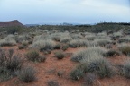 snow canyon 0464 30dec14