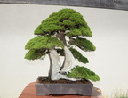 bonzai tree national arboretum 7169 18jul21