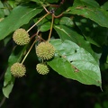 buttonbush cephalanthus occidentalis kennilworth aquatic gardens 7149 18jul21