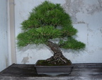 bonzai tree national arboretum 7170 18jul21