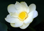 lotus kenilworth aquatic gardens 7136 18jul21zac
