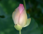 lotus kennilworth aquatic gardens 7103 18jul21