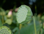 lotus kennilworth aquatic gardens 7122 18jul21