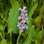 pickerelweed pontederia cordata kennilworth aquatic gardens 7107 18jul21