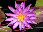 water liliy national arboretum 7164 18jul21