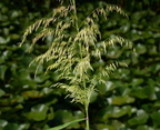wild rice zizania aquatica kennilworth aquatic gardens 7143 18jul21