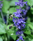 bumble bees longwood gardens 9437 6sep21