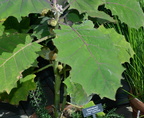quito orange longwood gardens 9534 6sep21