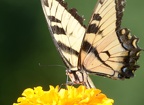 tiger swallowtail papilio glaucus georgia state botanical garden 8117 13aug21