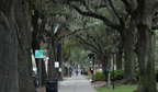 savannah live oaks 8381 15aug21