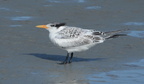 royal tern thalasseus maximus coligny beach south carolina 8615 18aug21