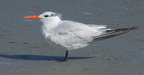 royal tern thalasseus maximus coligny beach south carolina 8616 18aug21