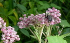 swamp milkweed 29jul17