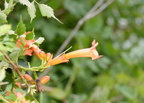 trumpetvine 29jul17