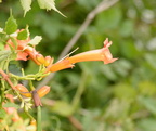 trumpetvine 29jul17b