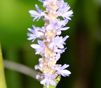 pickerel weed 29jul17b