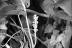 pickerel weed 29jul17a