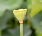 lotus pod 29jul17a