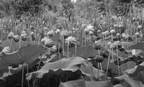 lotus pods 29jul17b