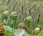 lotus pods 29jul17