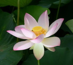 lotus 29jul17b