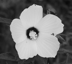 hibiscus moscheutos 29jul17c