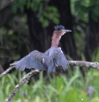 green heron 29jul17a