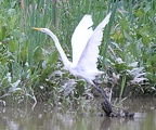 great egret 29jul17c enhanced