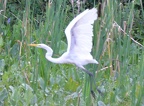 great egret 29jul17b