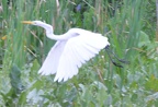 great egret 29jul17a