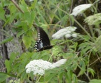 female black swallowtail 29jul17