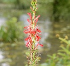 cardinal flower 29jul17