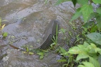 carp 29jul17