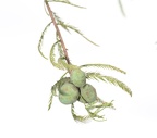 bald cypress fruit 29jul17