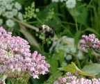 bumblebee 29jul17