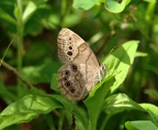 little wood satyr megisto cymela farm 6954 13jul22zac