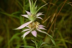 horsemint monarda punctata farm 6947 13jul22