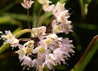 nodding wild onion allium cernuum wehr 7772 15aug22