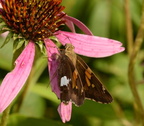 silver spotted skipper epargyreus clarus wehr 7820 15aug22