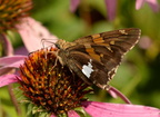 silver spotted skipper epargyreus clarus wehr 7828 15aug22
