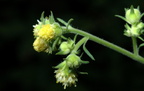 pale-flowered leaf-cup polymnia canadensis wehr 7759 15aug22zac