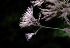 spotted joe pye weed eutrochium maculatum wehr 7757 15aug22zac