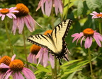 tiger swallowtail papilio glaucus male wehr 7790 15aug22