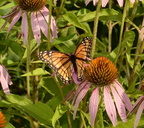 viceroy limenitis archippus wehr 7803 15aug22
