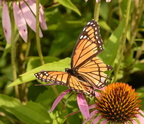 viceroy limenitis archippus wehr 7811 15aug22